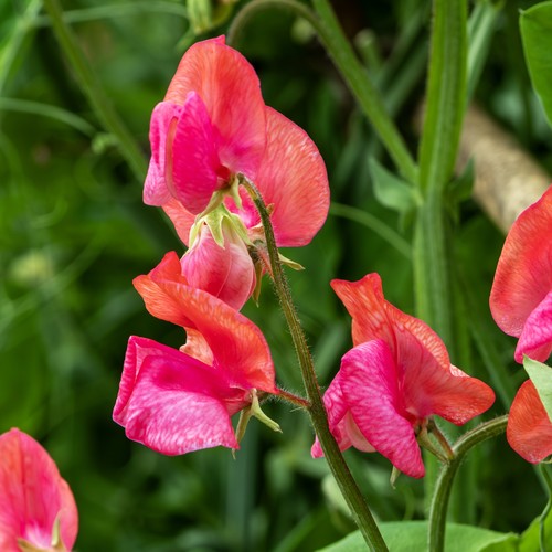 Sweet pea prince - prince, of