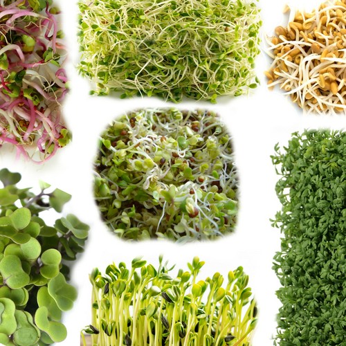 Organic seeds for sprouting - organic,