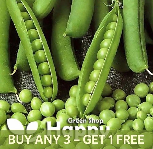 Vegetable seeds early pea - vegetable,