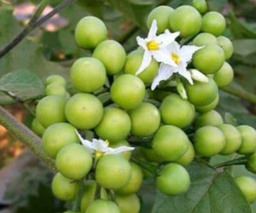 Thai green pea eggplant - thai,