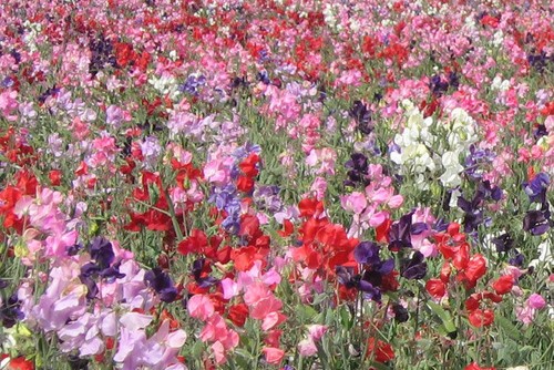 Sweet pea dwarf knee - sweet,