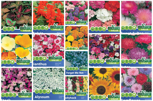 Flower seeds mr - seeds,