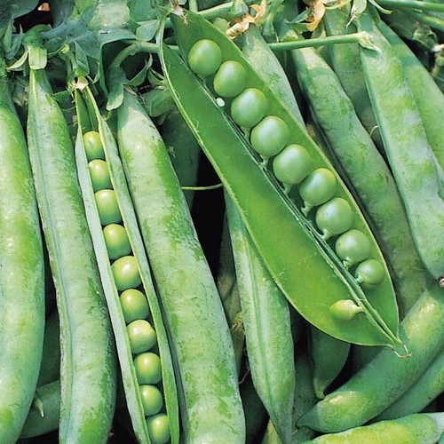 Pea onward 225 - pea,