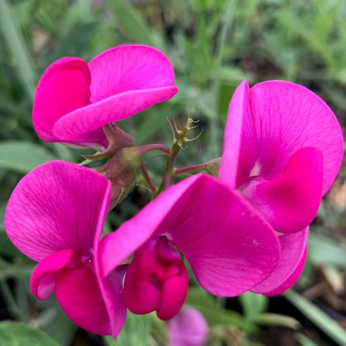 Everlasting pea lathyrus - everlasting,