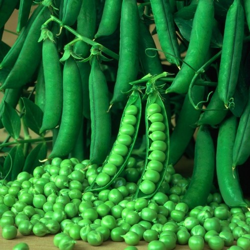 Pea kelvedon wonder - x, 150