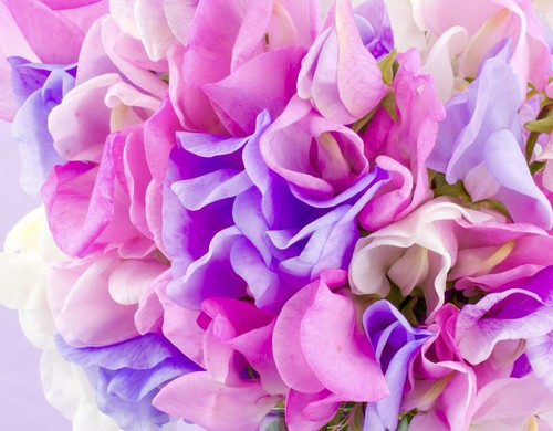 Heaven scented mix sweet - scented,