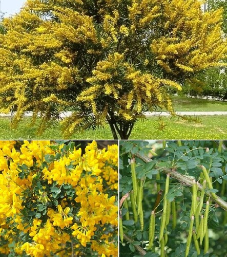 Siberian pea tree peashrub - siberian,