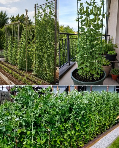 Giant climbing pea seeds 10 - giant,