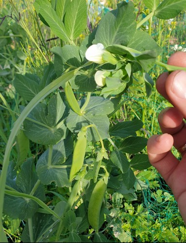 Organic garden peas - organic,