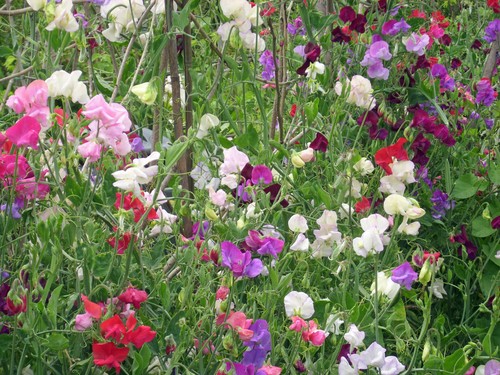 Sweet pea mammoth - mammoth, mix