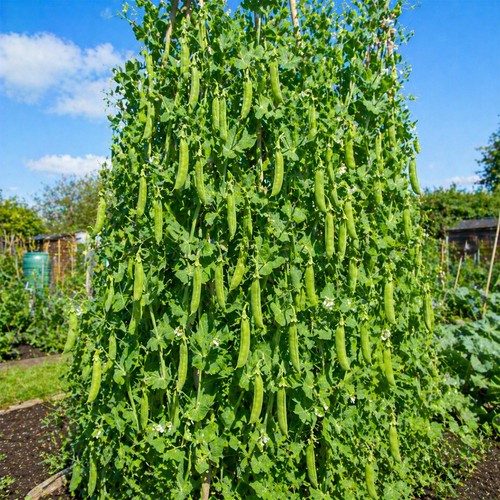 Giant tall climbing pea - 10,
