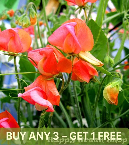 Sweet pea prince orange - prince, of