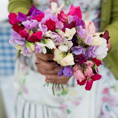 Sweet pea heaven - pea, mix