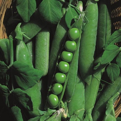 Pea seeds many varieties - many,