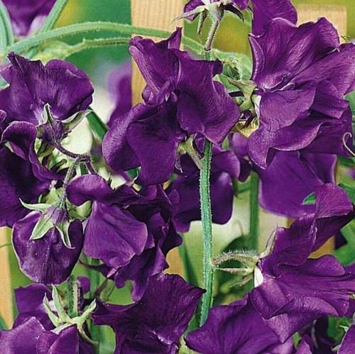 Sweet pea top hat 30 - pea,