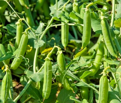 1000 pea onward seeds - -, main