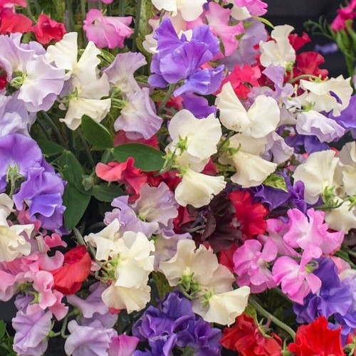 Sweet pea mammoth mix plug - sweet,
