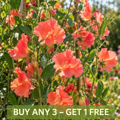 Sweet pea seeds - pea, 15