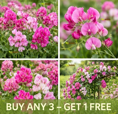 Everlasting sweet pea mix 20 - everlasting,