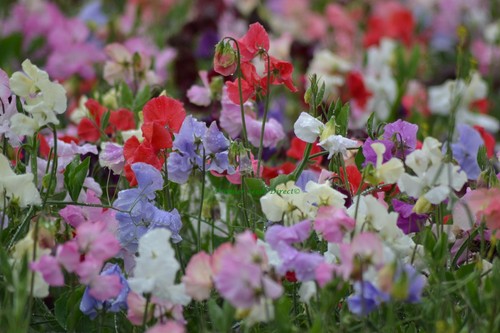 Sweet pea spencer mix - spencer, 100
