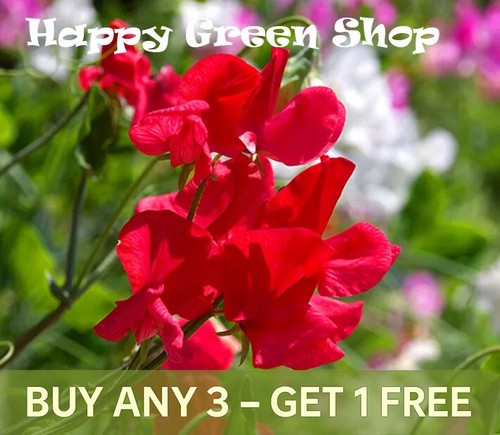 Sweet pea mammoth scarlet - mammoth,