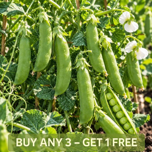 Dwarf pea piccolo provenzale - dwarf,