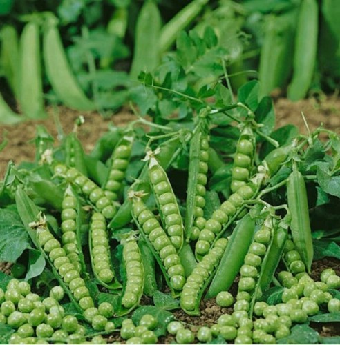 100 pea douce provence seeds - douce,