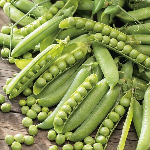 Pea meteor 250 - pea,
