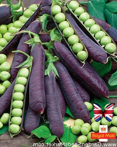 Pea seeds purple - pea, 10