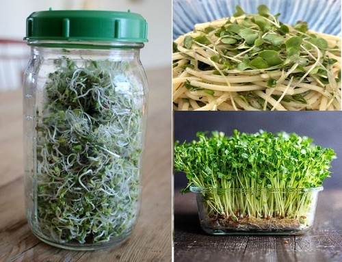 Organic seeds for - seeds,