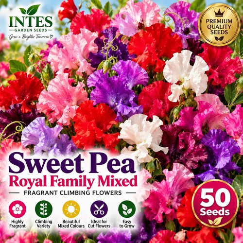 Sweet pea royal family - sweet,
