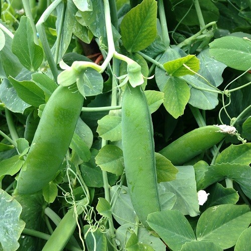 Kelvedon wonder heritage - kelvedon, pea