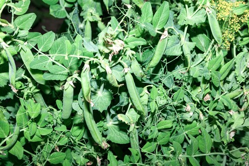 Pea hurst greenshaft seeds - hurst,