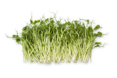 Sprouting pea serge seeds - serge,