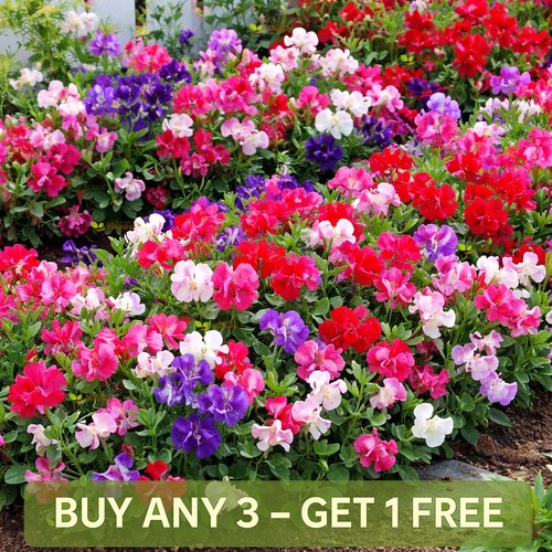 Sweet pea dwarf little - sweet,