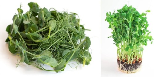 Organic pea seeds for - for, shoots