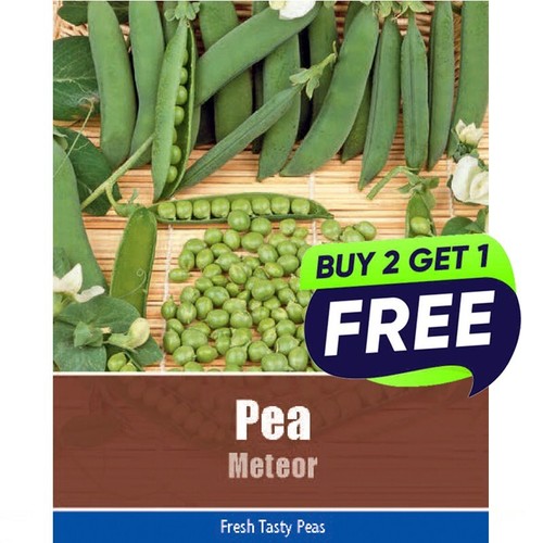 Pea meteor 55 seeds - 55,
