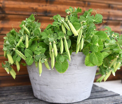 Tom thumb peas micro - 15,