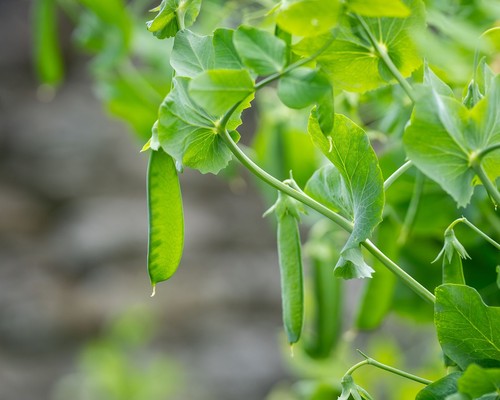 270 810x pea douce provence - 'douce, provence'