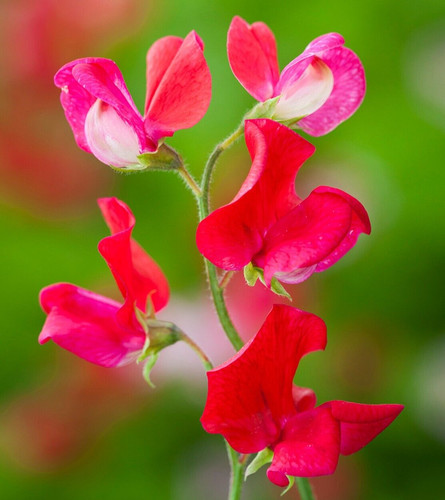 Everlasting pea lathyrus - pea,