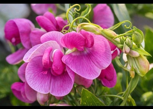 Lathyrus latifolius - 50,