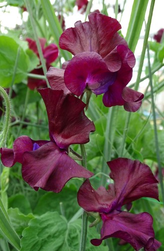 Sweet pea spencer midnight - sweet,