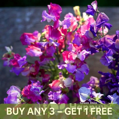 Sweet pea enchante 10 - enchante,