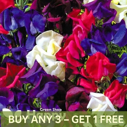 Sweet pea old - pea,