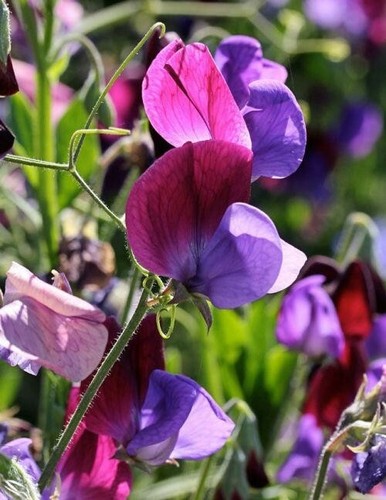 240 seeds sweet - seeds, spice
