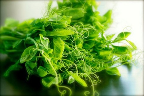 Organic sprouting seeds - organic,