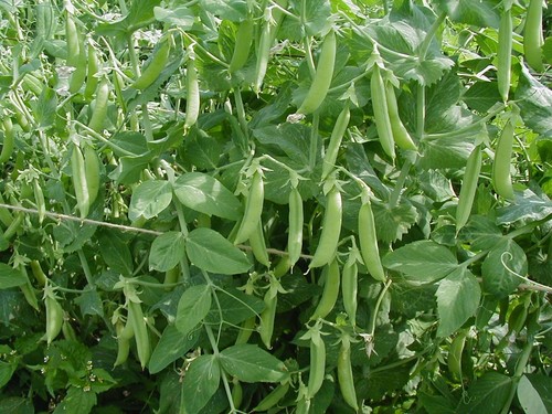 Pea kelvedon wonder - pea, 250