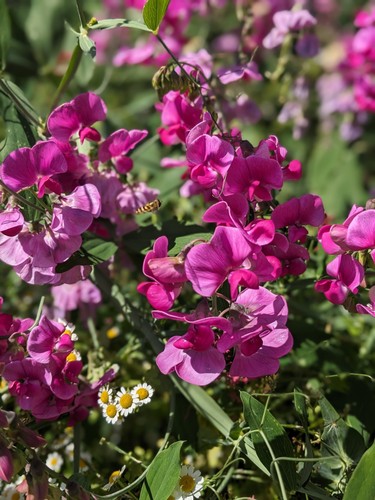 Everlasting perennial sweet - perennial,