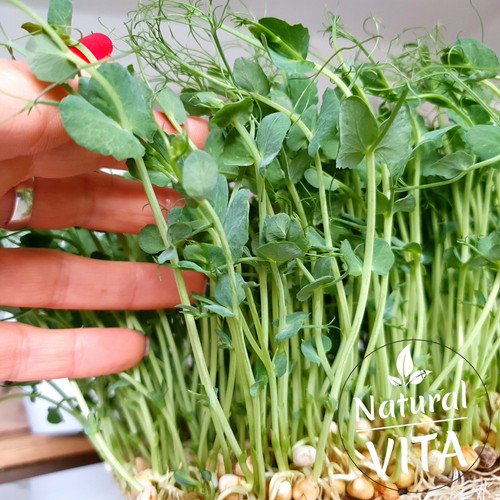 Organic pea shoots - organic, seeds