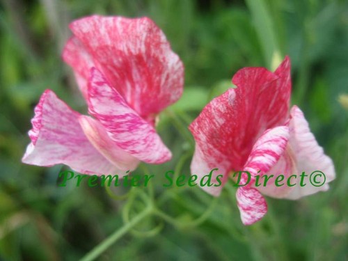 Sweet pea heirloom america - pea, 40